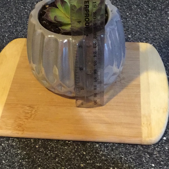 Succulent - Picture 4 of 4